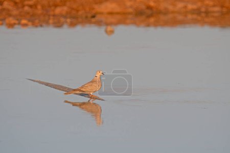 Photo for Eurasian Collared Dove (Streptopelia decaocto) on a stone in a pond. - Royalty Free Image