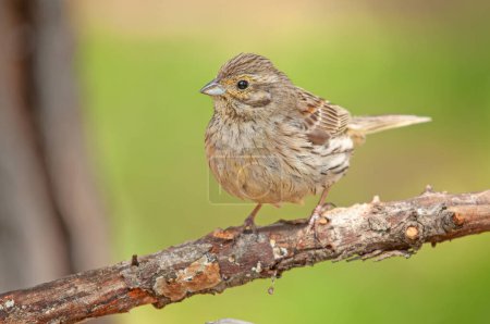 Photo for Cirl Bunting (Emberiza cirlus) on a branch. Blurred green background. - Royalty Free Image