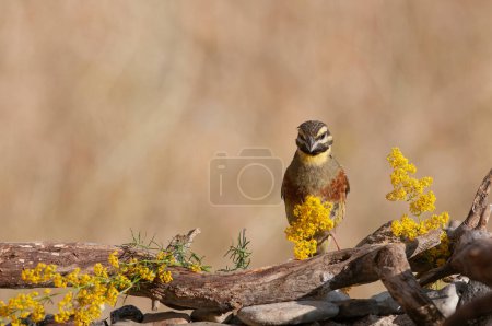 Photo for Cirl Bunting (Emberiza cirlus) with yellow flowers on tree branch. Blurred background. Male bird. - Royalty Free Image