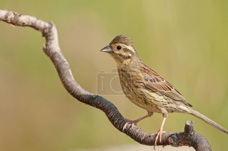 Photo for Cirl Bunting (Emberiza cirlus) on a tree branch. Blurred background. - Royalty Free Image