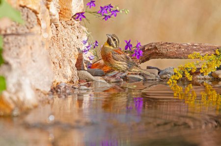 Foto de Cirl Bunting (Emberiza cirlus) con flores amarillas y púrpuras en la rama del árbol. Fondo borroso. Pájaro macho. - Imagen libre de derechos