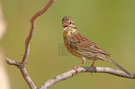 Photo for Cirl Bunting (Emberiza cirlus) on a tree branch. Blurred background. Singing bird. - Royalty Free Image