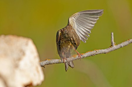 Cirl Bunting (Emberiza cirlus) en una rama de árbol. Fondo borroso. El ave con sus alas abiertas.
