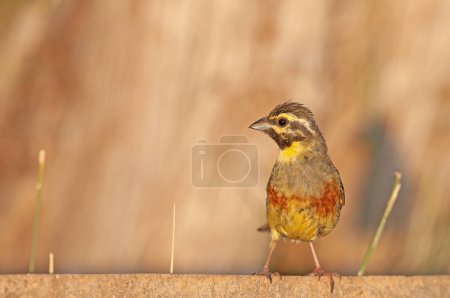Photo for Cirl Bunting (Emberiza cirlus) on concrete floor. Blurred background. Male bird. - Royalty Free Image