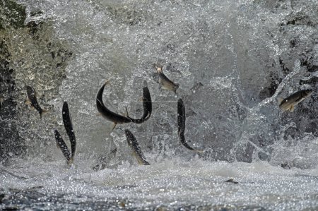 Foto de Especies endémicas de peces que viven en el lago Van en Turquía. Chalcalburnus tarichi, Cyprinidae. Un pez que salta al agua. - Imagen libre de derechos