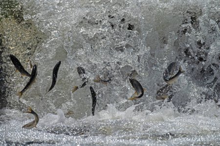 Foto de Especies endémicas de peces que viven en el lago Van en Turquía. Chalcalburnus tarichi, Cyprinidae. Un pez que salta al agua. - Imagen libre de derechos