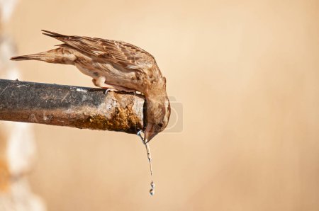 Photo for Water-drinking Rock Sparrow (Petronia petronia). - Royalty Free Image