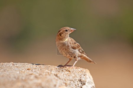 Photo for Rock Sparrow (Petronia petronia) on concrete floor. - Royalty Free Image