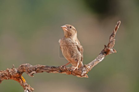 Photo for Rock Sparrow (Petronia petronia) on a tree branch. - Royalty Free Image