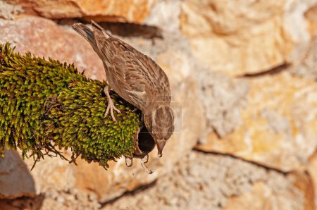 Photo for Water-drinking Rock Sparrow (Petronia petronia). - Royalty Free Image