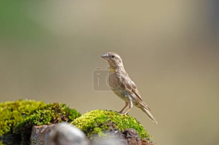 Photo for Rock Sparrow (Petronia petronia) on moss. - Royalty Free Image