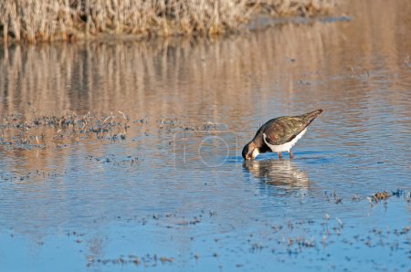 Foto de Lapwing septentrional (Vanellus vanellus) alimentándose en agua. - Imagen libre de derechos
