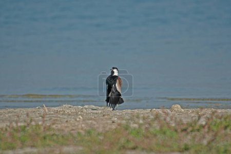 Photo for Spur-winged Lapwing (Vanellus spinosus) in breeding behaviour near a lake. - Royalty Free Image