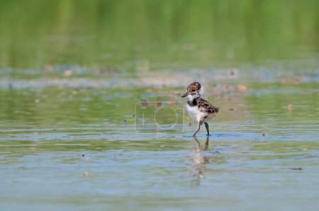 Photo for Northern Lapwing (Vanellus vanellus) chick walking in the water. - Royalty Free Image