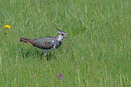 Photo for Northern Lapwing (Vanellus vanellus) feeding among green plants. - Royalty Free Image