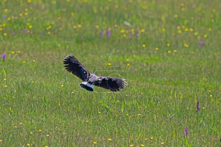 Photo for Northern Lapwing (Vanellus vanellus) in flight with wings spread. - Royalty Free Image