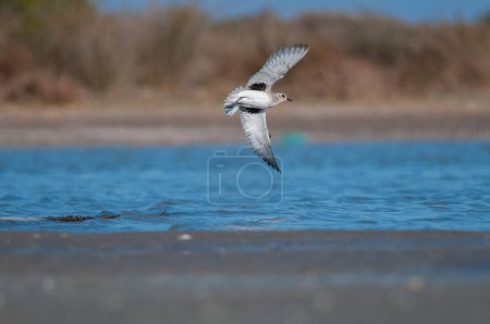 Photo for Grey Plover (Pluvialis squatarola) flying over the lake. - Royalty Free Image