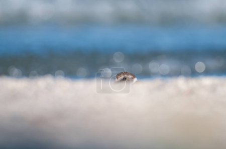 Téléchargez les photos : Petit Pluvier annelé (Charadrius dubius) camouflé au bord du lac. - en image libre de droit