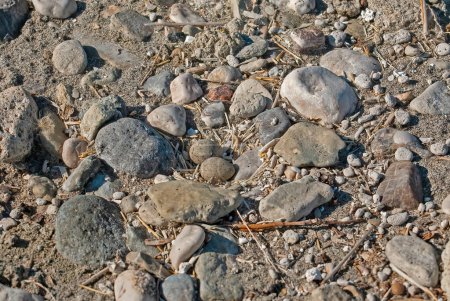 Téléchargez les photos : Petit Pluvier annelé (Charadrius dubius) œufs parmi les pierres sur la rive du lac. - en image libre de droit