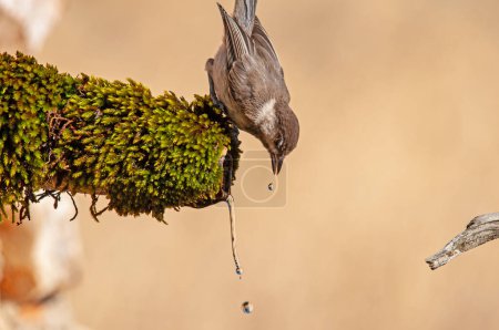 Foto de Sombre Tit (Poecile lugubris) drinking water. Blurred natural background. Small, cute, songbird. - Imagen libre de derechos