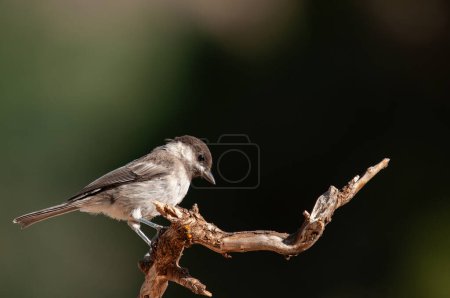 Foto de Sombre Tit (Poecile lugubris) on the tree branch. Blurred and natural background. Small, cute, songbird. - Imagen libre de derechos