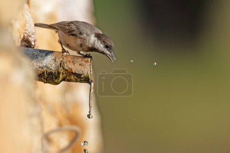 Foto de Sombre Tit (Poecile lugubris) drinking water. Blurred natural background. Small, cute, songbird. Drops of water. - Imagen libre de derechos