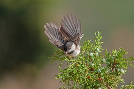 Foto de Sombre Tit (Poecile lugubris) on juniper branch. Blurred natural background. Small, cute, songbird. Open wings. - Imagen libre de derechos
