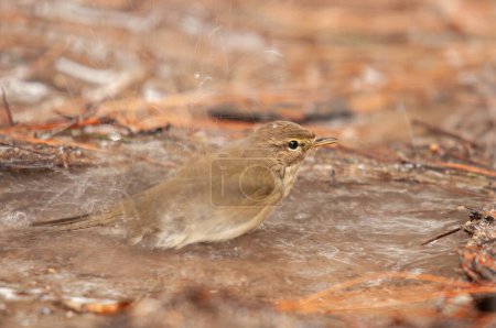 Photo for Common Chiffchaff (Phylloscopus collybita) bathing in a puddle. Small, pretty, songbird. Blurred natural background. - Royalty Free Image