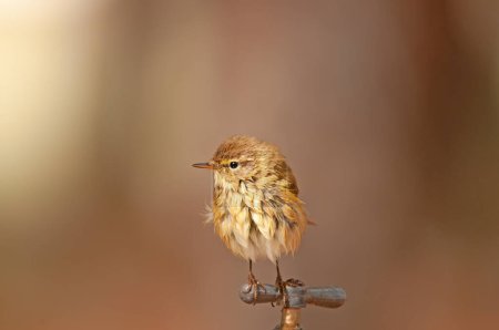Photo for Common Chiffchaff (Phylloscopus collybita) on a fountain valve, fluffing its feathers. Small, pretty, songbird. Blurred natural background. - Royalty Free Image