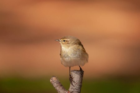 Photo for Common Chiffchaff (Phylloscopus collybita) standing on a tree branch. Small, pretty, songbird. Blurred natural background. - Royalty Free Image