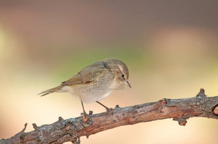 Photo for Common Chiffchaff (Phylloscopus collybita) standing on a tree branch. Small, pretty, songbird. Blurred natural background. - Royalty Free Image