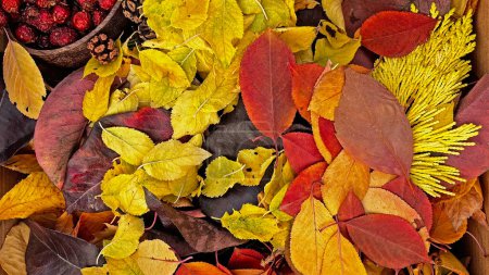 Photo for Autumn leaves in different colours and a bowl of rose hips. - Royalty Free Image