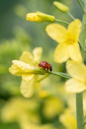 Foto de Mariquita en flor de color amarillo. - Imagen libre de derechos
