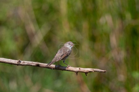 Photo for Common whitethroat on a branch, Sylvia communis. - Royalty Free Image