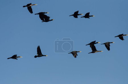 Foto de Gran Cormorán, Phalacrocorax carbo, volando en un grupo sobre el lago Karatas, Burdur, Turquía. - Imagen libre de derechos
