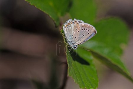 Common Blue butterfly on green leaf. Polyommatus icarus. Green background