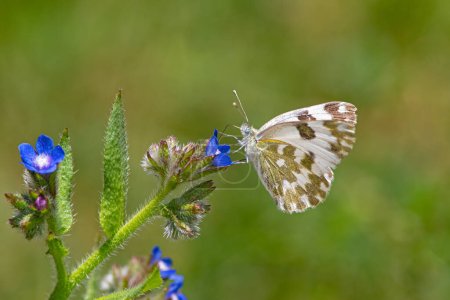 Eastern Bath White butterfly on blue coloured flower. Pontia edusa