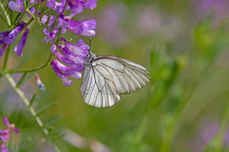Photo for Black-veined White on purple flowers, Aporia crataegi. White butterfly - Royalty Free Image