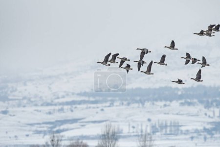 Foto de Greylag Goose, Anser anser, volando sobre el lago en el lago Karatas en Turquía. Verde montaña cubierta de hierba en el fondo. - Imagen libre de derechos