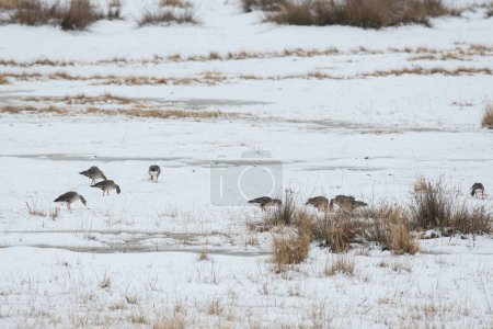 Téléchargez les photos : Greylag Goose, Anser anser, survolant le lac au lac Karatas en Turquie. Montagne herbeuse verte en arrière-plan. - en image libre de droit