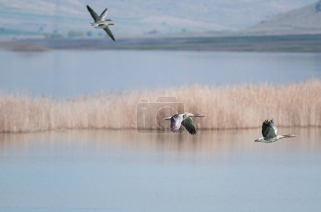 Foto de Greylag Goose, Anser anser, volando sobre el lago en el lago Karatas en Turquía. Verde montaña cubierta de hierba en el fondo. - Imagen libre de derechos