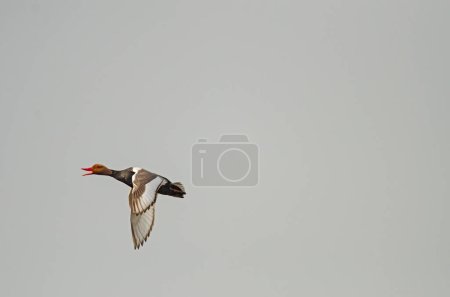 Photo for Male Red-crested Pochard flying over the lake. (Netta rufina) - Royalty Free Image