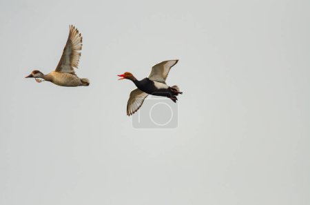 Photo for Male and female Red-crested Pochard flying over the lake. (Netta rufina) - Royalty Free Image