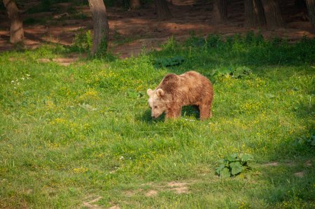 Téléchargez les photos : Ours brun, Ursus arctos se nourrissant dans la forêt. - en image libre de droit