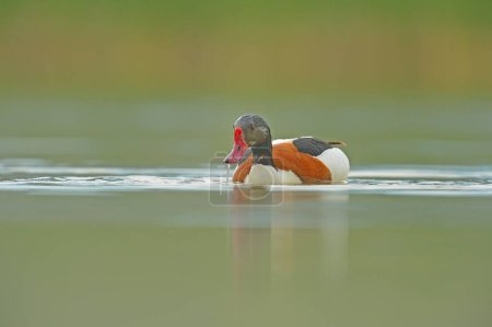 Foto de Pato común nadando en el lago, alimentándose. Fondo verde y borroso. (Tadorna tadorna). - Imagen libre de derechos