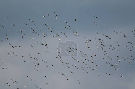 Canards communs de Pochard volant en groupe au lac Salda en Turquie. (Aythya ferina)
