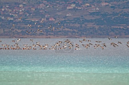 Patos Pochard comunes volando en un grupo en el lago Salda en Turquía. (Aythya ferina)