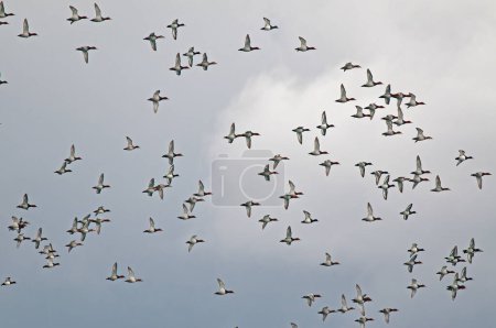 Common Pochard ducks flying in a group at Salda Lake in Turkey. (Aythya ferina)
