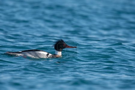 Photo for Duck swimming on the wavy and blue coloured Mediterranean coast. (Red-breasted Merganser, Mergus serrator) - Royalty Free Image