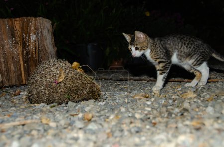 Téléchargez les photos : Un chat rencontre un hérisson dans le jardin. (Hérisson à poitrine blanche du Sud, Erinaceus concolor) - en image libre de droit